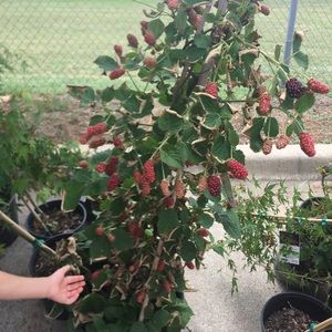 Meet your Posher, Mariela